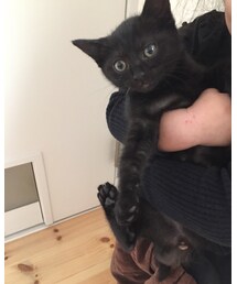 frankygrow | シャツ/ブラウス