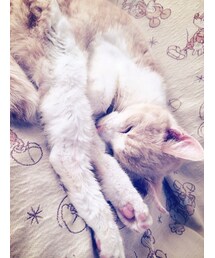 ねこ(その他アウター)