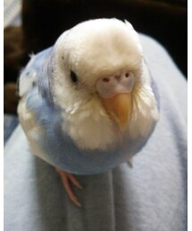 うちの可愛こちゃん🐦 | フィギュア