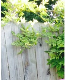 Handmade | カチューシャ