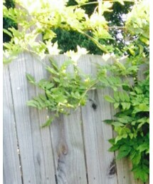 Handmade | カチューシャ