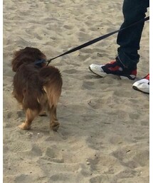 REC (Dachshund) | その他