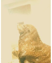 オットセイ？ | その他