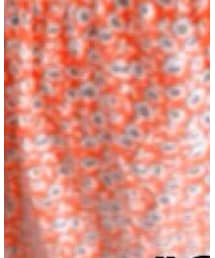 GAP | キャミソール