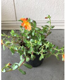 お花 | その他