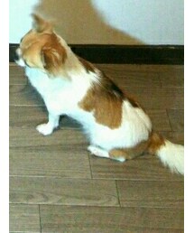 チワワきらちゃん | その他