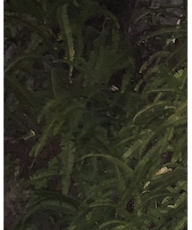 takeiteasy | カバーオール