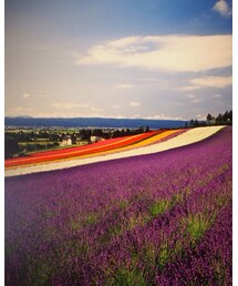 ふらのラベンダー | その他