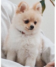 ポメラニアン | その他
