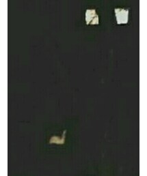 paradis3 | Tシャツ/カットソー