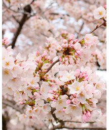 桜 | その他