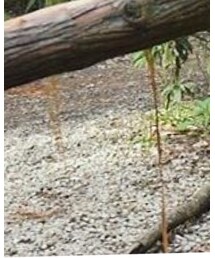 freeland.cs | Tシャツ/カットソー