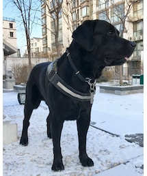 Labrador Retriever | その他