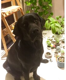 Labrador Retriever | その他