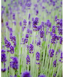 富良野のラベンダー | その他