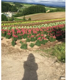 四季彩の丘 | その他