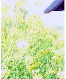 指宿 菜の花🏵 | その他