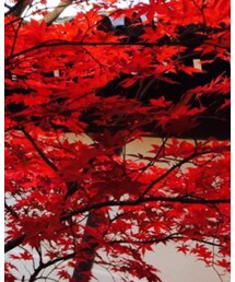 November | その他