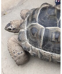 カメさん | その他