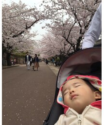 桜きれい | その他