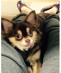 チワワ | その他