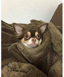 愛犬チョコ🐶 | その他