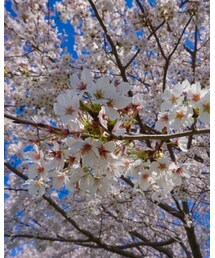 さくら🌸 | 雑貨/ホビー