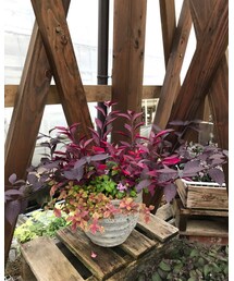 鉢植え | その他