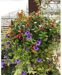 鉢植え | その他