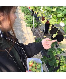 毎年恒例いちご🍓 | その他