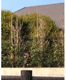 GREEN BOWL | トップス