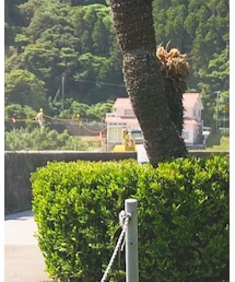 GREEN BOWL | シャツ/ブラウス