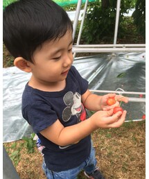 その他 | さくらんぼは紅秀峰か佐藤錦がまいう〜(その他)