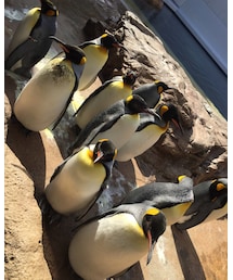Penguin | その他