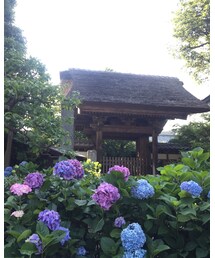 紫陽花♡ | その他