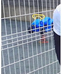 improves | チノパンツ