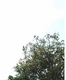 LAYLA | タンクトップ