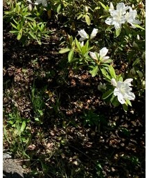 adidas | スニーカー