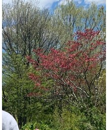 USEDo | ニットキャップ/ビーニー