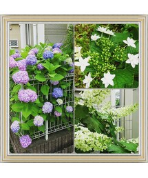 自宅の紫陽花咲き始め‼ | その他