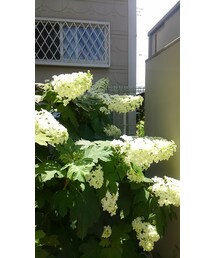 カシワバ紫陽花満開💖 | その他