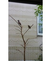 小鳥親子🐦💓 | その他