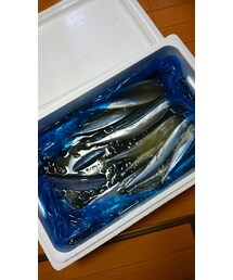東北の秋刀魚😆‼ | クラッチバッグ
