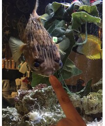 🐡💕 | その他