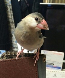 ヒナのブン | 桜文鳥(その他)