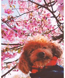 河津🌸と龍ちゃん | 音楽/本・雑誌