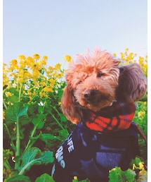 菜の花と龍ちゃん💗 | 音楽/本・雑誌