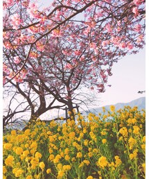 春爛漫🌸 | 音楽/本・雑誌