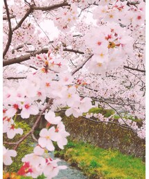お花見散歩🌸 | 雑貨/ホビー