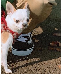 VANS | スニーカー